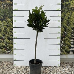 Vavrín pravý (Laurus nobilis) - bobkový list - výška 70-100 cm, kont. C5L - NA KMIENKU  